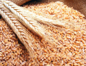 В Воронежской области выявили более 150 тыс. тонн потенциально небезопасного зерна