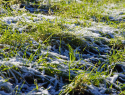 В Воронежской области заморозки уничтожили урожай пшеницы и свёклы