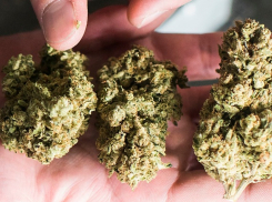 В Аннинском районе мужчину посадили на 12 лет за продажу марихуаны