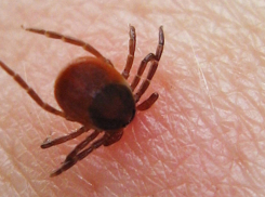 В Воронежской области болезнь Лайма выявили у 166 местных жителей