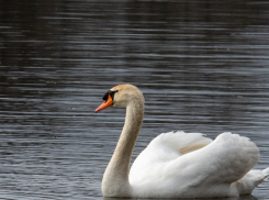 В преддверии весны в водоёмы Воронежской области вернулись лебеди