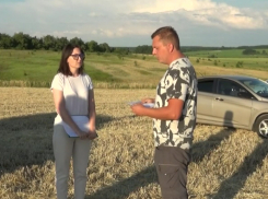 В Аннинском районе у фермера пытаются отнять урожай пшеницы