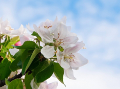 Воронежцам рассказали о погоде на майских праздниках