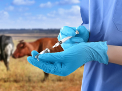 В Воронежской области продолжается вакцинация животных против сибирской язвы