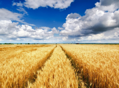 В Воронежской области стартовала подготовка к весеннему севу