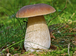 В Воронежской области в 2023 году от ядовитых грибов умерло 4 человека