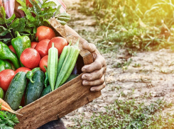 В Воронежской области падают цены на овощи