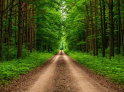 Жителей Воронежской области предупредили о появлении дорог в водоохранных зонах