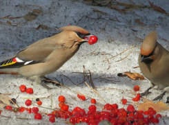 Воронежские специалисты опровергли миф о «птичьем запое»
