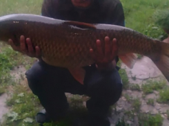 Гигантского амура поймали в Панинском районе Воронежской области