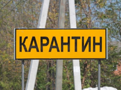 В Панино на три месяца ввели карантин по бешенству