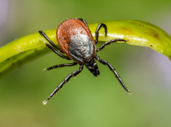 В Воронежской области усилят обработку мест отдыха от клещей и комаров