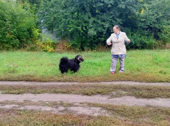 В Таловском посёлке благоустроят площадку для выгула собак