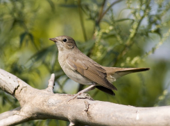 В Воронежской области подвели итоги акции «Соловьиные вечера»