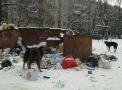 Владельцев животных будут штрафовать за избавление от питомцев