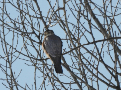 В Хопёрском заповеднике заметили редкого гостя – дербника 