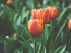 Жителям Воронежской области напомнили о длинных выходных в мае