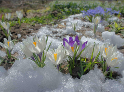 Стало известно, когда в Воронежскую область придёт весна