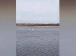 В панинский поселок Тойда вернулась пара лебедей