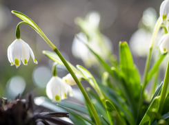 В Воронежской области пройден пик весеннего половодья