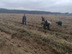 Сотрудники таловского питомника высадили более 400 тыс саженцев сосны