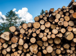 В Воронежской области с поличным поймали 7 «новогодних лесорубов»