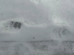 В Хоперском заповеднике после зимней спячки проснулся барсук