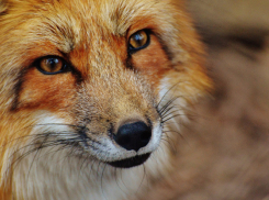 В двух районах Воронежской области отменили карантин по бешенству