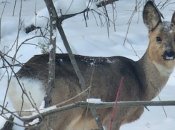 В Бобровском районе на школьный двор забежала косуля