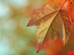 В Воронежской области похолодает до +4 градусов