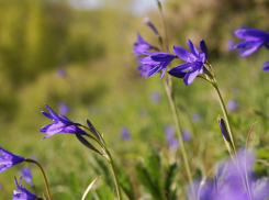 В Воронежскую область пришло метеорологическое лето