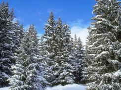 В Воронежской области стартовала «Операция «Ель» по борьбе с лесными браконьерами