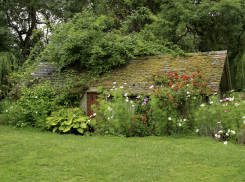 Дачники Воронежской области могут лишиться участков из-за борщевика и клёнов