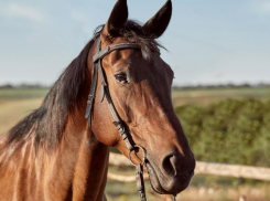 В Бобровском районе сотрудница конного завода получила тяжёлую травму головы