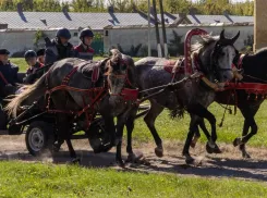 В Бобровском районе отпраздновали 250-летие Хреновского конного завода