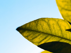 В Воронежской области похолодает до +12 градусов