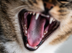 В Воронежской области бешенство животных выявили в 7 районах