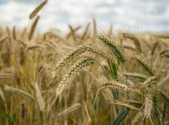 Аграрии Воронежской области собрали 2 млн тонн зерна