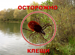 Роспотребнадзор сообщил о начале сезона клещей в Воронежской области