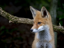 В панинском селе ввели карантин из-за собаки, заразившейся бешенством от лисы