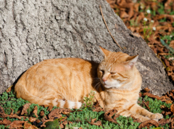 Стало известно, когда в Воронежскую область придёт бабье лето