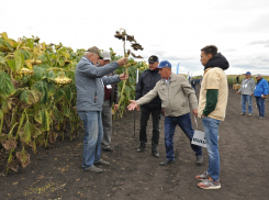 В Эртильском районе прошел День поля