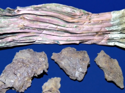 В Таловском районе поисковики обнаружили фрагмент самолета Пе-2