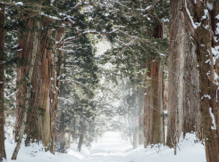 Гидрометцентр пообещал воронежцам комфортную погоду в новогоднюю ночь