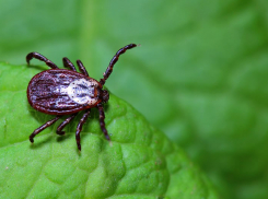 В Воронежской области зарегистрировали случаи заражения болезнью Лайма и ГЛПС