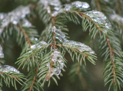 В Роспотребнадзоре Воронежской области дали совет, как выбрать елку
