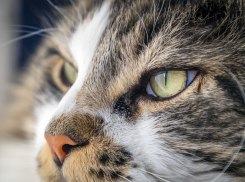 В Воронежской области водителей попросили осматривать машины перед поездкой