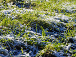 В Воронежской области заморозки уничтожили урожай пшеницы и свёклы