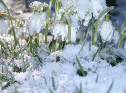 Конец января в Воронежской области будет тёплым и дождливым