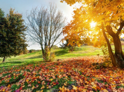 Стало известно, когда в Воронежскую область придёт бабье лето